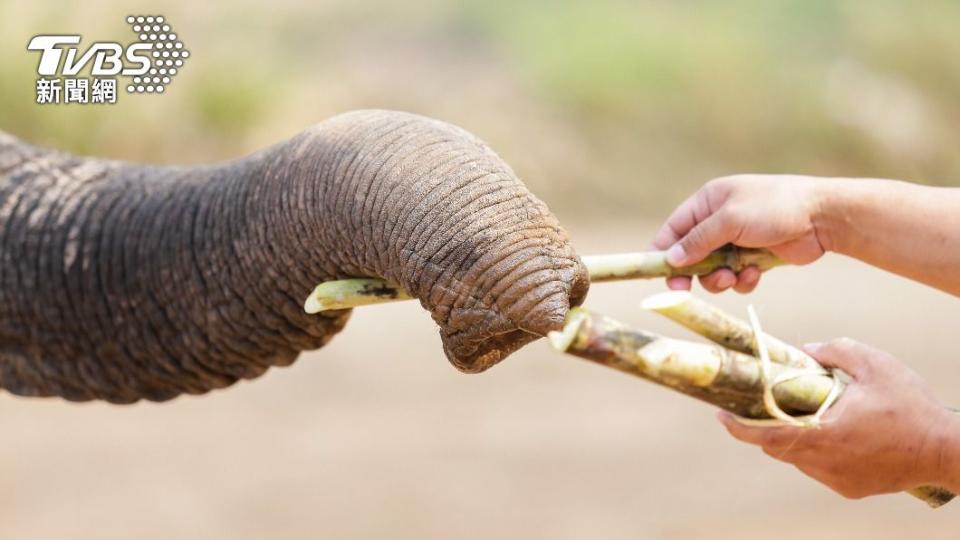 大象是草食動物，成年象一天可食30到60千克的食物。（示意圖／Shutterstock達志影像）