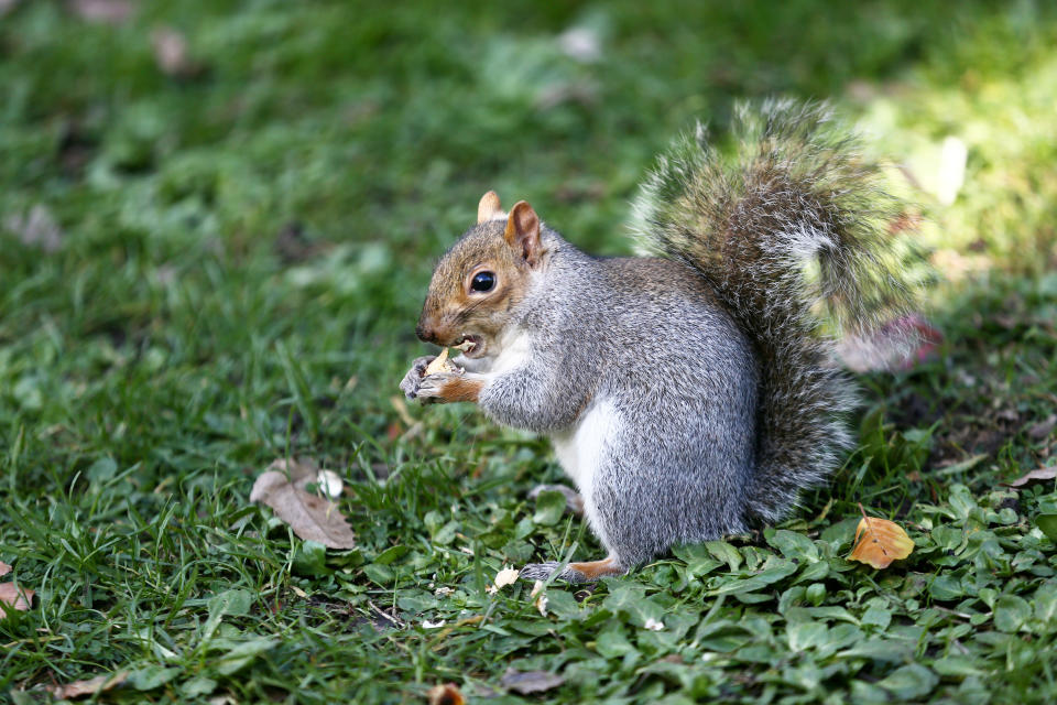 Grey squirrels could be under threat by a new EU law, say animal campaigners (Picture: SWNS)