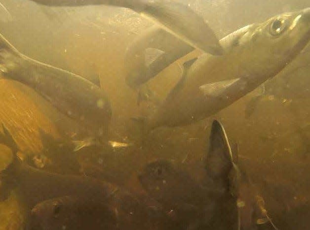 Each spring, the alewives swim from the salty Atlantic Ocean into the freshwater of the Exeter River to breed. The migration of these adult alewives is often referred to as an “Alewife Run.”