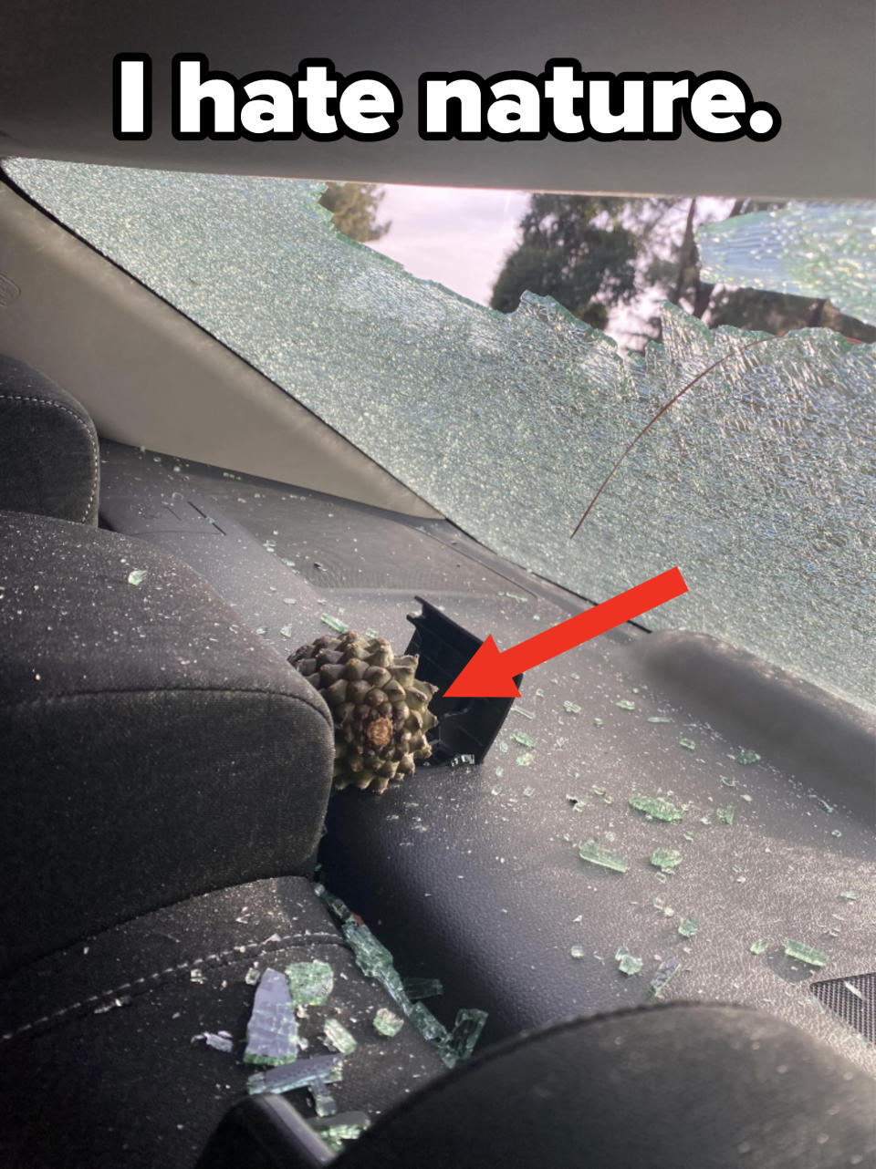 A person's car window is smashed, and a pinecone is inside the car