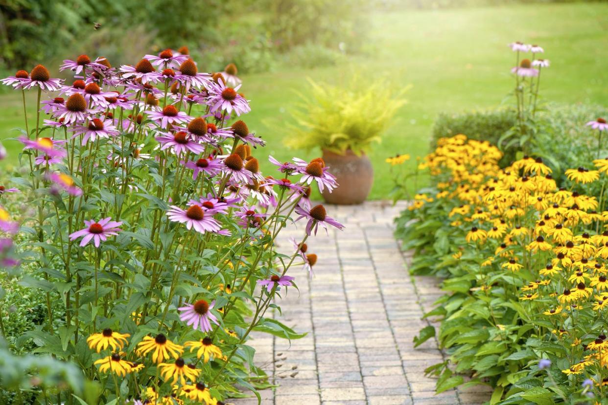 pink and orange echinacea flowers in a bed