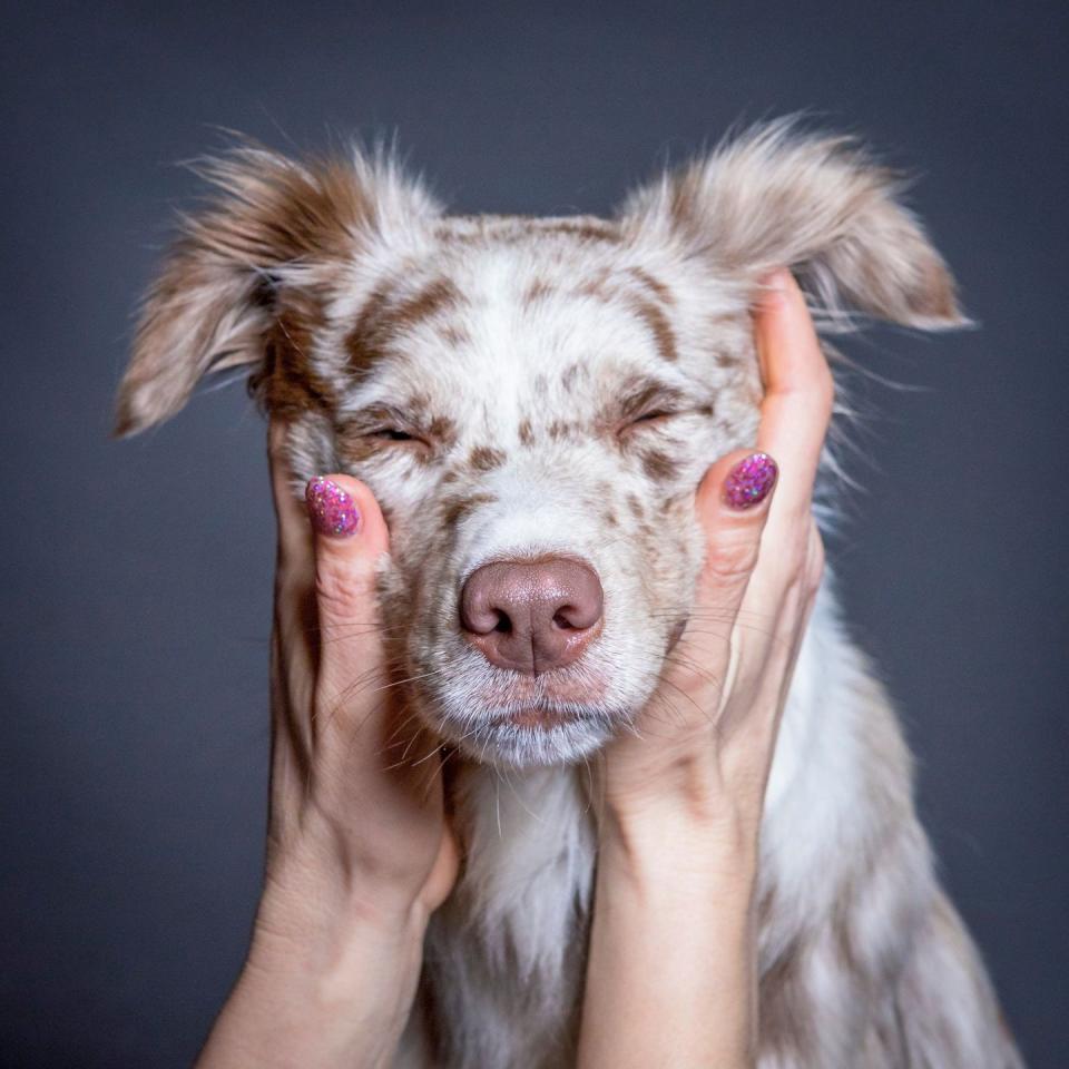 most loyal dog breeds australian shepherd