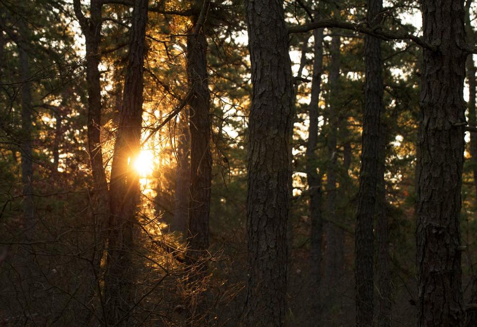 The Pine Barrens cover more than 12,000 acres in New Jersey.