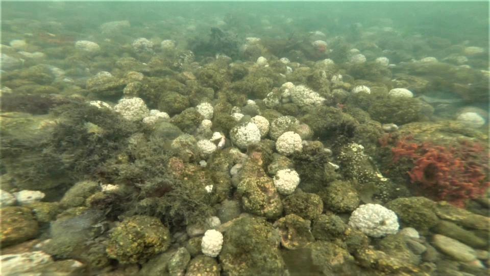 A coral reef in Gibbs Narrows in Bourne may be named for Gary Jaroslow, a professor at Massachusetts Maritime Academy in Bourne who died in 2017. Jaroslow's students discovered the reef during their studies with him, in the months before his death.