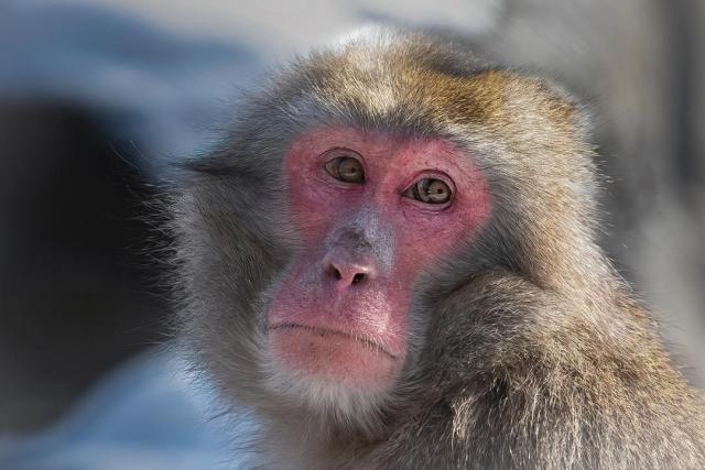 Fish-hunting and eating behaviors confirmed in Japanese macaques