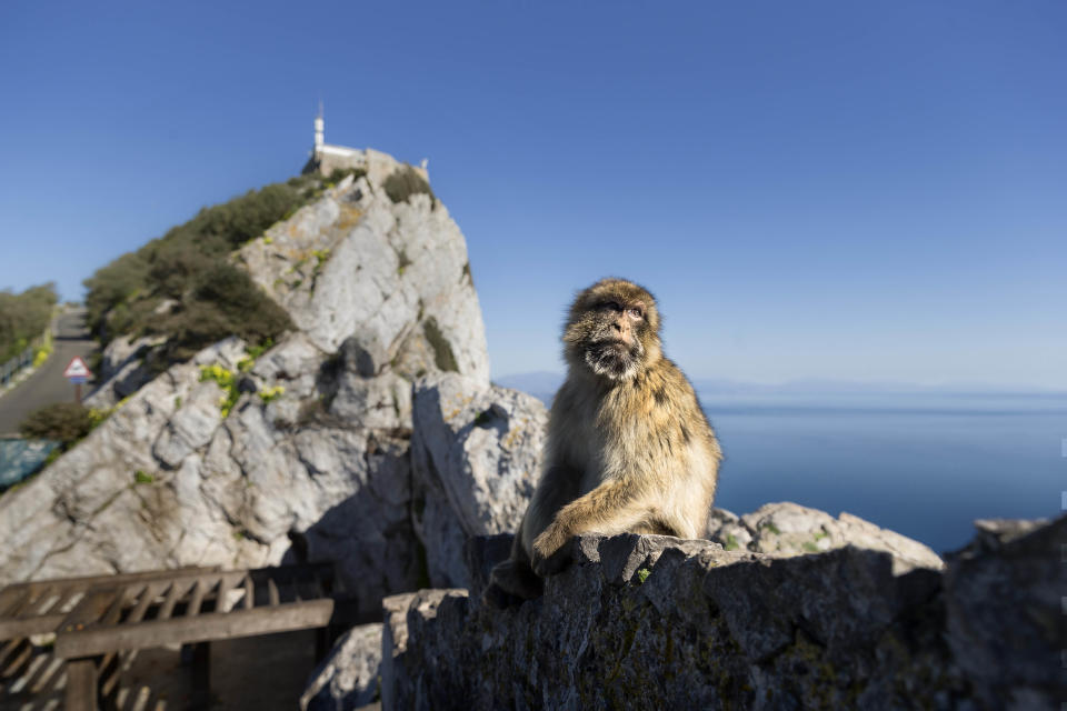 FILE - In this Wednesday, March 1, 2017 file photo, a Barbary macaque, the only free-roaming monkeys in Europe pauses, with the Rock of Gibraltar looming in the background, in the British territory of Gibraltar. Spanish Prime Minister Pedro Sanchez said in a press conference on Wednesday Nov. 21, 2018 that his government is "annoyed" that the divorce agreement being prepared for Britain's exit from the European Union doesn't specify that Gibraltar's future must be decided directly by officials in Madrid and London. (AP Photo/Daniel Ochoa de Olza, File)