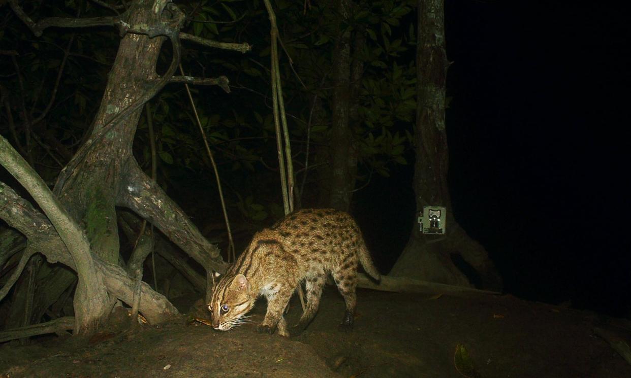 <span>A fishing cat in Peam Krasop wildlife sanctuary.</span><span>Photograph: Fauna & Flora/FCEE</span>