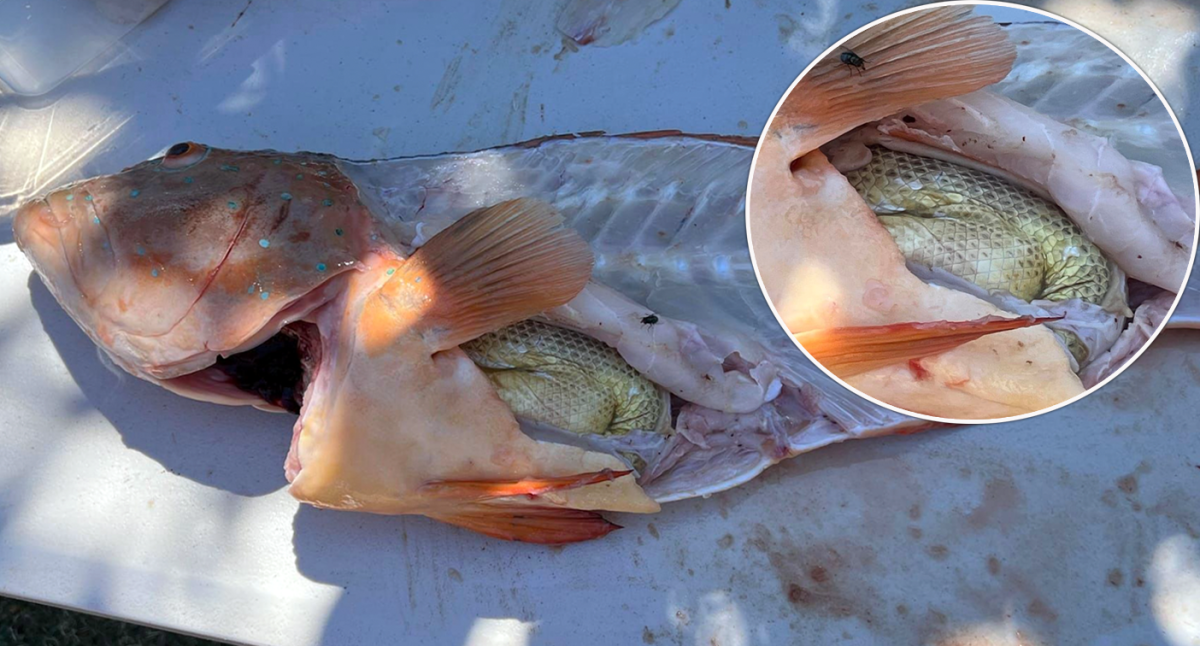 Terror Fish -  Australia