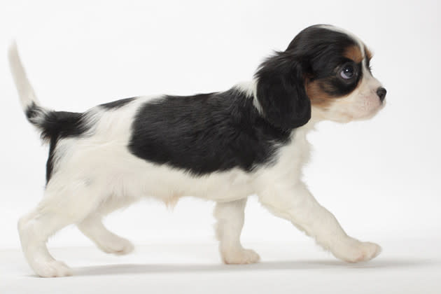 Cavalier King Charles Spaniel — Sturdy Little Snuggler