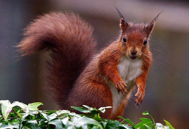 Without greater conservation efforts, red squirrels could become extinct in England in the next decade as invasive grey squirrels take over (PA)