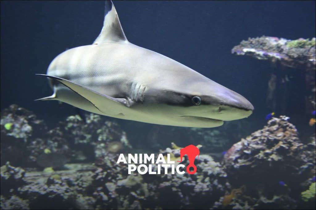 Tiburón / Foto: Animal Político 