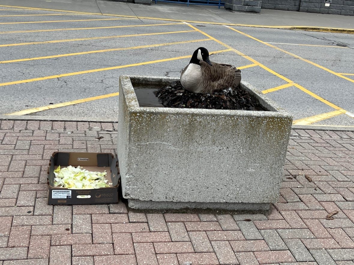 This Canada goose has chosen a planter outside a Toys 'R' Us in London, Ont., as her nesting site. Someone left a box of lettuce as bird food. (Andrew Lupton/CBC News - image credit)