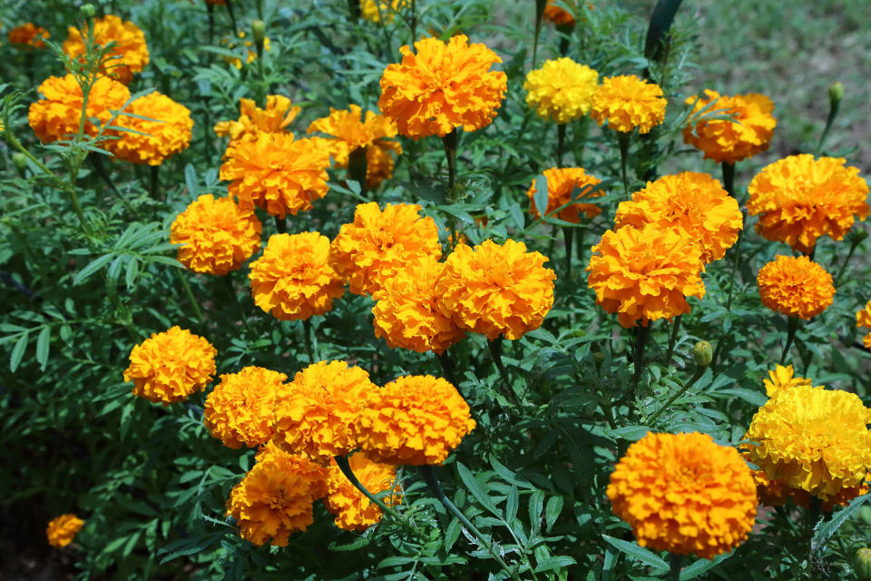 marigold plant