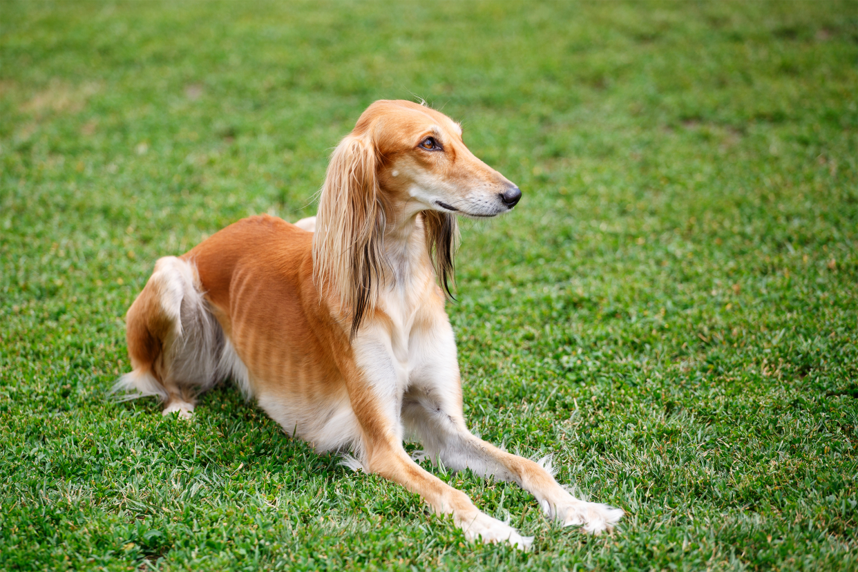 Saluki