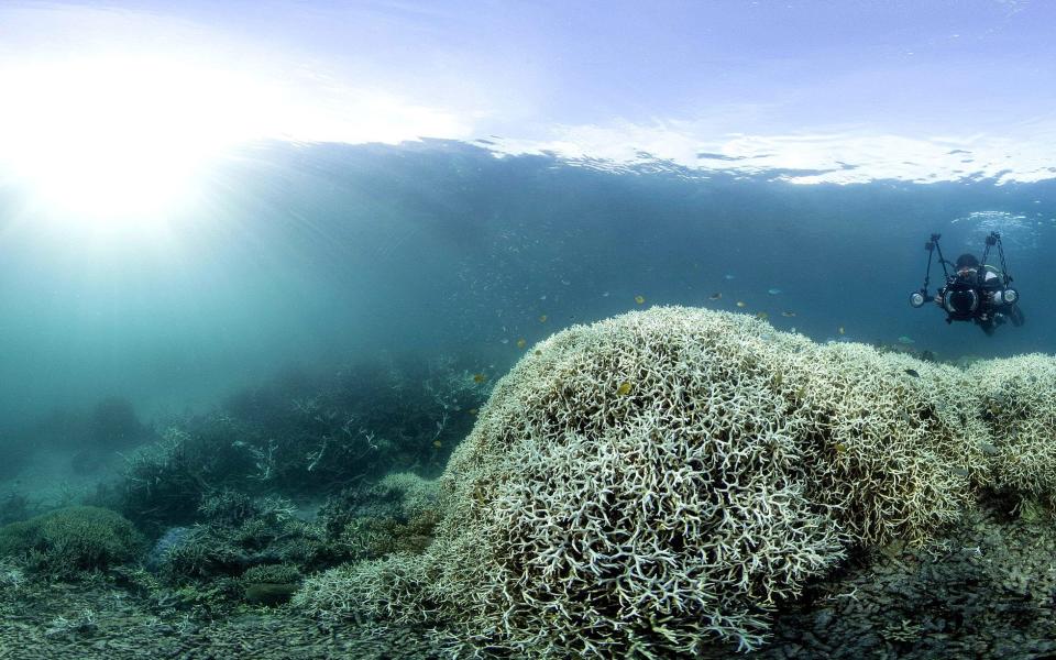 Corals can survive bleaching, but leaves them vulnerable and susceptible to disease - Credit: AFP/Getty Images/AFP/Getty Images