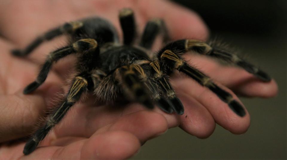 Emma, a A Chaco Golden Knee tarantula, is one of several different types of tarantulas on display at the San Angelo Nature Center.