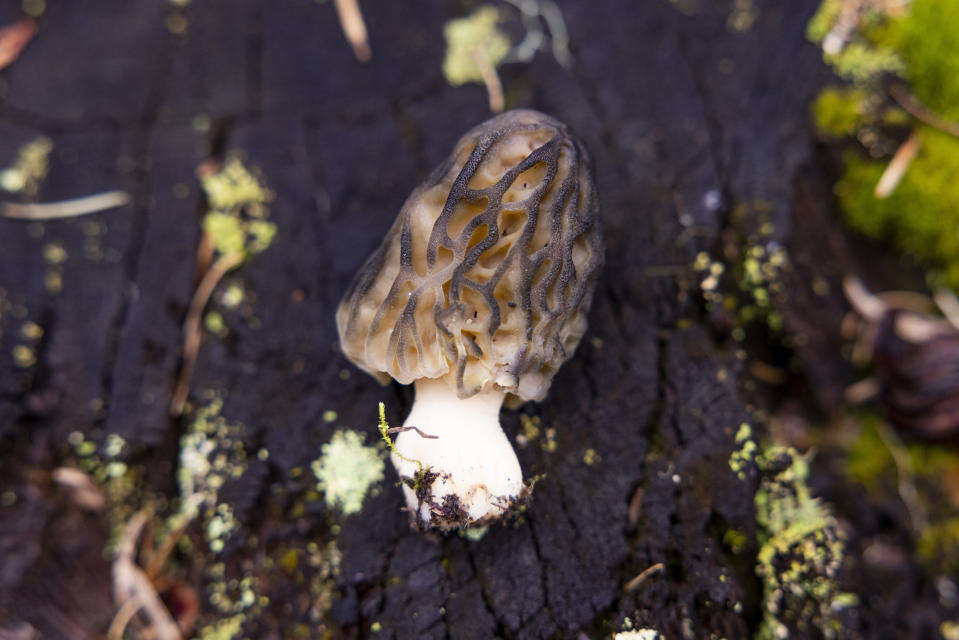 A morel mushroom collected by River Shannon Aloia, an avid forager, on national forest land near Missoula, Mont., May 17, 2024. Collecting wild mushrooms, berries and other foods from public forests and parks has become so popular that state and federal agencies have begun weighing more restrictions. (Tailyr Irvine/The New York Times)