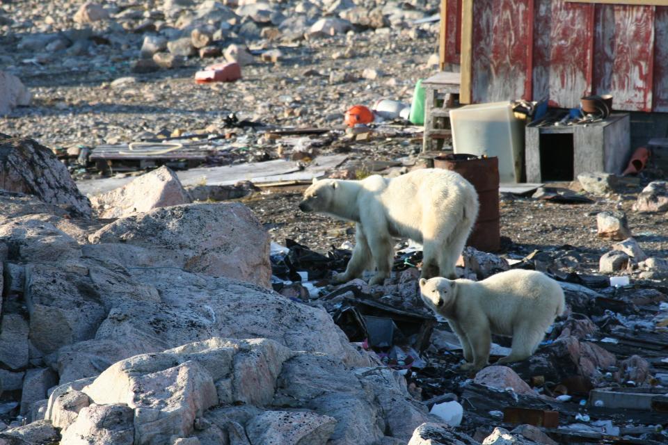 Polar bear mother and cub scavenging, Cape Tobin, Ittoqqortoormiit, Greenland