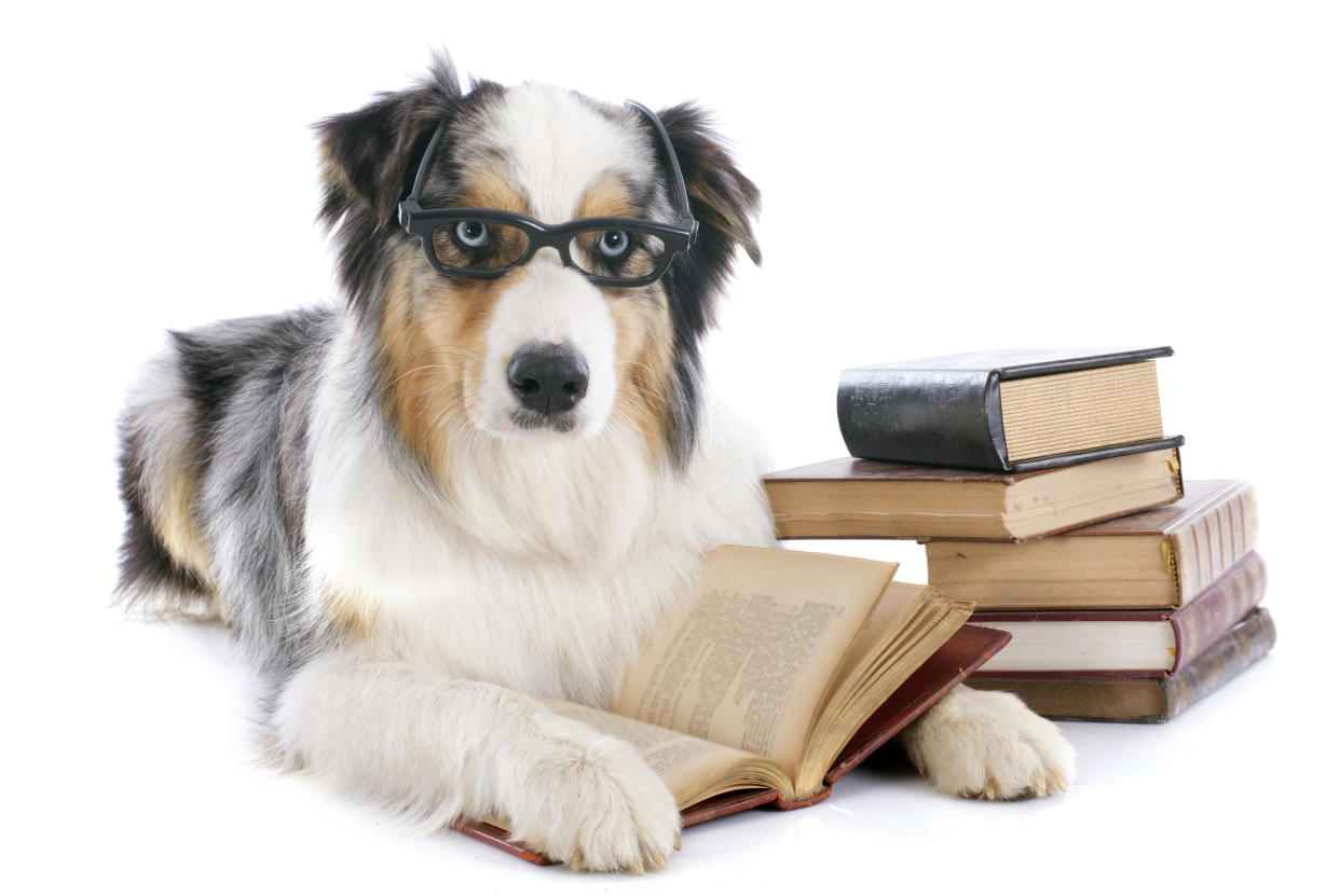 purebred australian shepherd  and books in front of white background