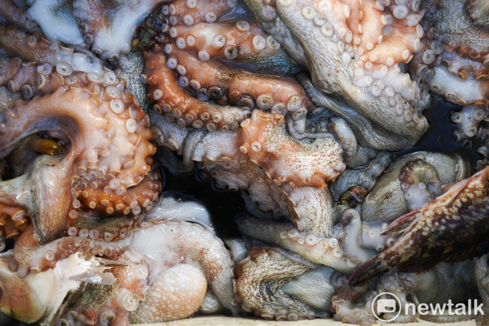 曹木花老先生用章魚籠捕獲的章魚，剛剛上岸的章魚不僅新鮮也鮮豔美麗。   圖：張良一/攝