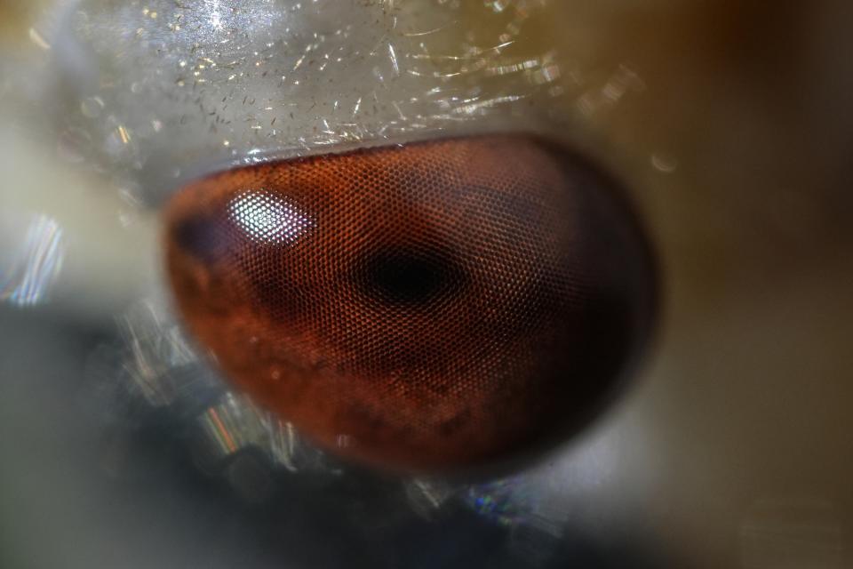 A close-up of an adult periodical cicada's compound eye, shortly after it shed its nymphal shell, is visible on Saturday, May 18, 2024, in Charleston, Ill. (AP Photo/Carolyn Kaster)