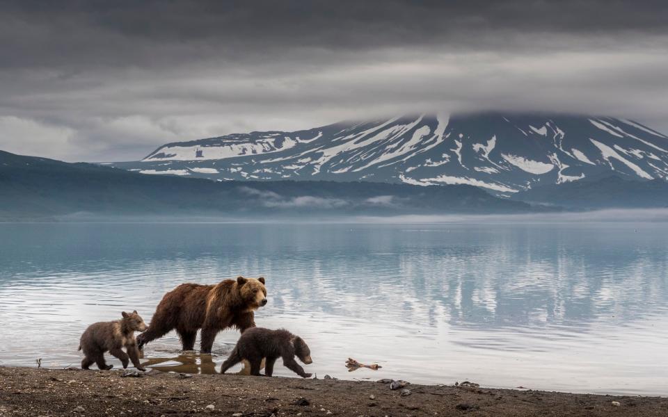 Brown bear and cubs walking along shore of Kuril Lake, Kamchatka, Russia - Richard I'Anson