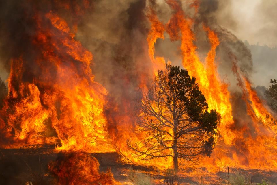 When: 2011. Where: Eastern Arizona. Acres: 538,049. Fierce heat and winds fueled the Wallow Fire, which demonstrated the dangers of "spot fires," new blazes that are ignited by embers and carried as far as three miles by the winds. The fire, believed to be human-caused, led to the evacuation of more than half a dozen towns and hamlets in the White Mountains area of the eastern Arizona region and became the largest fire in state history.