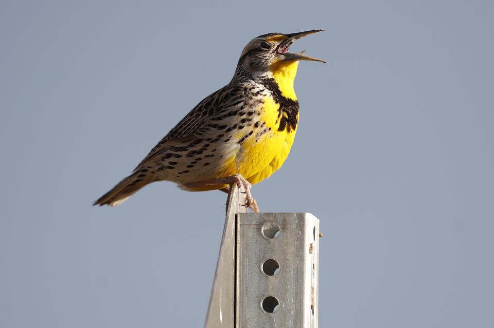 FILE - This April 14, 2019 file photo shows a western meadowlark in the Rocky Mountain Arsenal National Wildlife Refuge in Commerce City, Colo. According to a study released on Thursday, Sept. 19, 2019, North America’s skies are lonelier and quieter as nearly 3 billion fewer wild birds soar in the air than in 1970. Some of the most common and recognizable birds are taking the biggest hits, even though they are not near disappearing yet. The population of eastern meadowlarks has shriveled by more than three-quarters with the western meadowlark nearly as hard hit. (AP Photo/David Zalubowski, File)