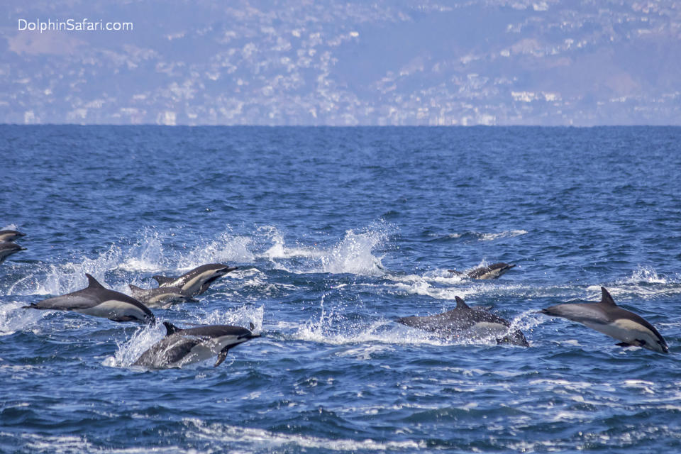 This photo provided by Capt. Dave's Whale Watching Safari shows some of 300 dolphins caught on camera Sunday, Aug. 9, 2020, stampeding across the ocean near Dana Point, Calif. A minutes-long video captured by Capt. Dave's Whale Watching Safari shows dolphins leaping several feet into the air above the glistening waters. The Orange County Register reported that dolphins move fastest while porpoising out of the water since there is less resistance in air than in water. It is unknown why pods of dolphins stampede. (Capt. Dave's Whale Watching Safari via AP)