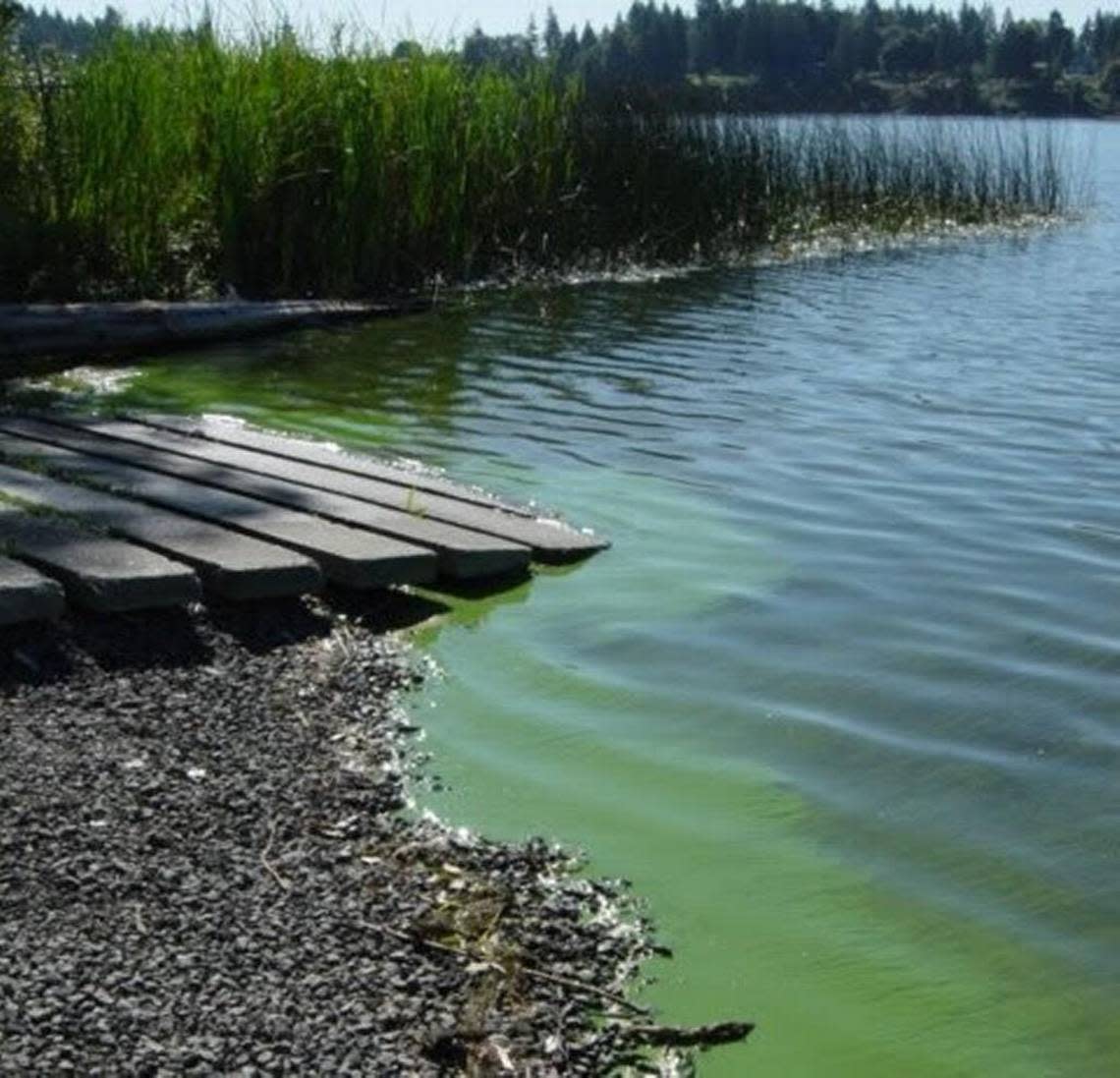 County health officials have issued a blue-green toxic algae advisory for Long Lake, above.