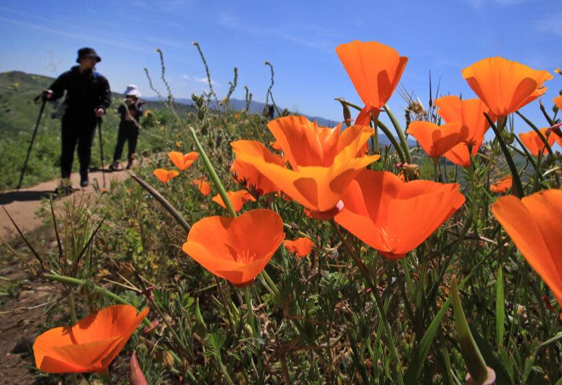 Chino Hills, California-April 8, 2023-Visitors walk along paths in Chino Hills State Park, where California poppies and other flowers are in bloom on April 8, 2023. (Allen J. Schaben / Los Angeles Times)