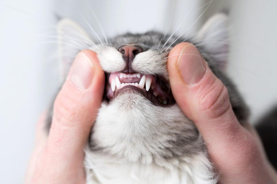 closeup of young cat's baby teeth