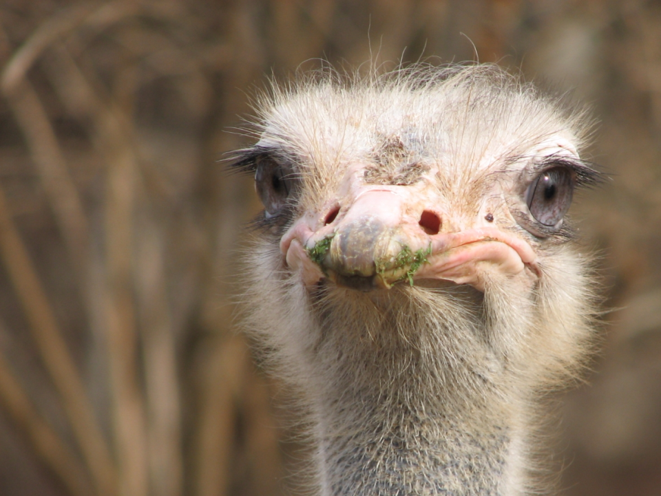 ostrich