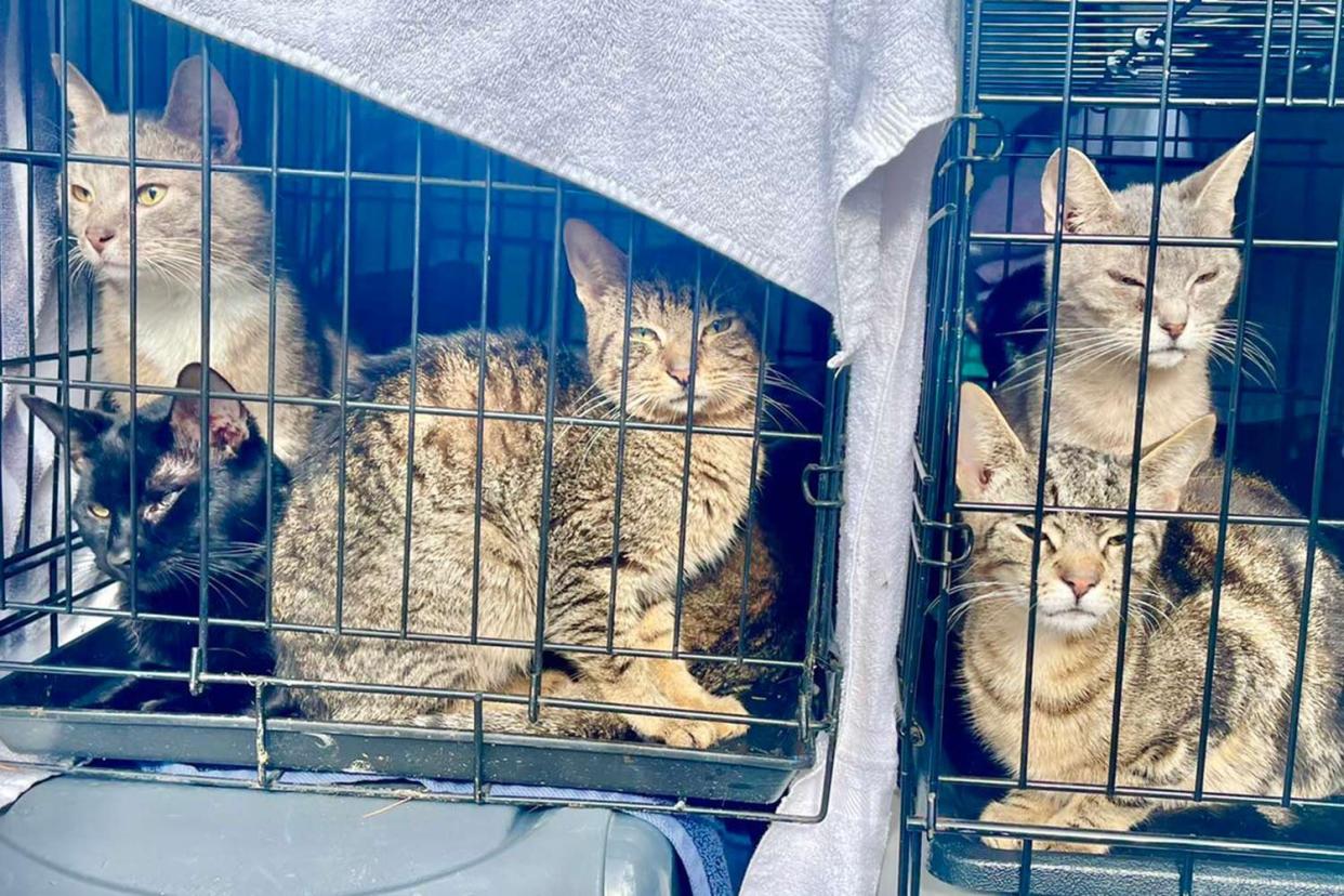 Police Find a Dead Couple in Hoarder House with 150 Cats