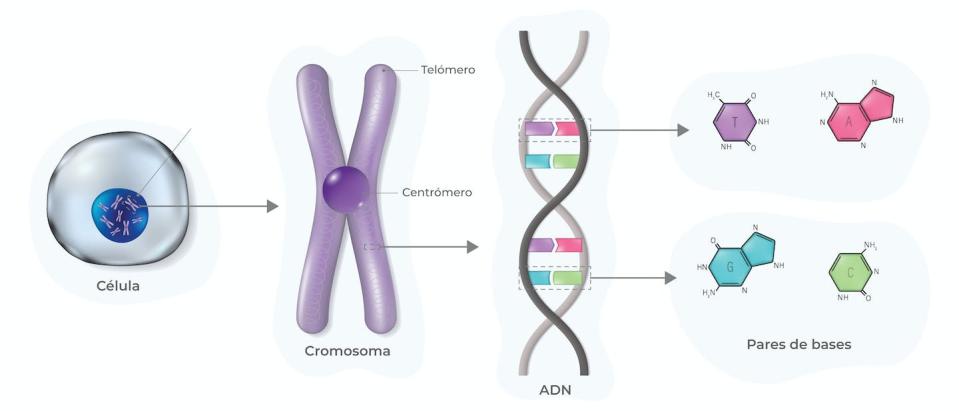 <a href="https://www.shutterstock.com/es/image-vector/diagram-cell-structure-chromosome-dnadeoxyribonucleic-acid-2175697245" rel="nofollow noopener" target="_blank" data-ylk="slk:Dee-sign/Shutterstock;elm:context_link;itc:0;sec:content-canvas" class="link ">Dee-sign/Shutterstock</a>