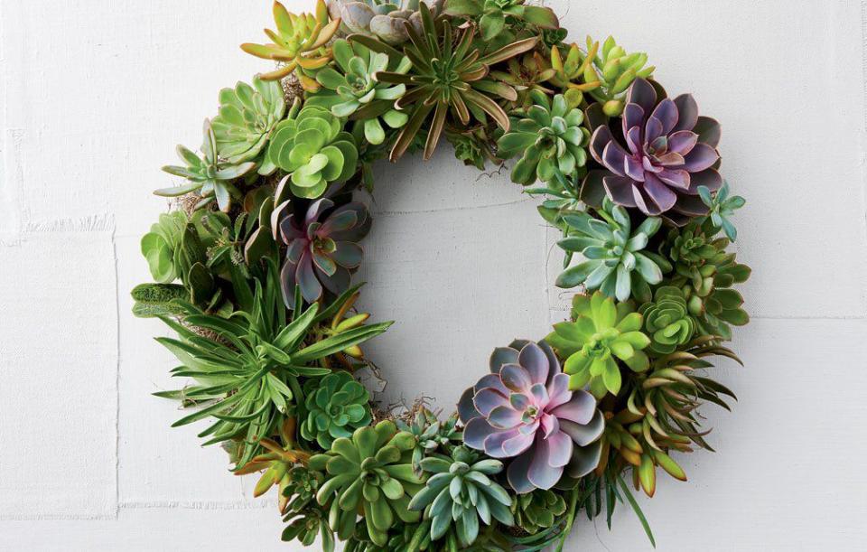 <p>Making your own succulent wreath is surprisingly easy. You can pick your favorite shapes and textures from more than 60 plant families. For this wreath, florist <a rel="nofollow noopener" href="https://www.markkintzel.com/" target="_blank" data-ylk="slk:Mark Kintze;elm:context_link;itc:0;sec:content-canvas" class="link ">Mark Kintze</a>l chose varieties of the genus <em>Echeveria</em>, which resembles a flower with its geometric leaves; <em>Sedum</em>, a low-growing, rounded green plant; <em>Pachyphytum</em>, whose plump, fleshy leaves have a powdery white coating; <em>Portulacaria</em>, compact, green, and shrub-like; and <em>Gasteria,</em> a spiky tongue-like plant closely related to aloe. </p><p>To craft your own wreath, you’ll need a 15- or 16-inch sphagnum moss living wreath frame ($15, <a rel="nofollow noopener" href="https://www.amazon.com/Sphagnum-Natural-organic-Original-Package-Topiary/dp/B00540MJTG" target="_blank" data-ylk="slk:amazon.com;elm:context_link;itc:0;sec:content-canvas" class="link ">amazon.com</a>); 30 to 35 succulents ($40 for 20, <a rel="nofollow noopener" href="https://www.amazon.com/Shop-Succulents-Unique-Succulent-Collection/dp/B018WLMXG2/" target="_blank" data-ylk="slk:amazon.com;elm:context_link;itc:0;sec:content-canvas" class="link ">amazon.com</a>); Spanish moss ($4, <a rel="nofollow noopener" href="https://www.amazon.com/Mosser-Lee-ML0560-Spanish-Moss/dp/B000QTO78Q" target="_blank" data-ylk="slk:amazon.com;elm:context_link;itc:0;sec:content-canvas" class="link ">amazon.com</a>), floral pins ($5, <a rel="nofollow noopener" href="https://www.amazon.com/Floracraft-RS966112-Floral-1-75-Inch-Package/dp/B003O8M8DW" target="_blank" data-ylk="slk:amazon.com;elm:context_link;itc:0;sec:content-canvas" class="link ">amazon.com</a>), and floral stem wire ($4, <a rel="nofollow noopener" href="https://www.amazon.com/Darice-Paddle-Wire-22-Gauge-Green/dp/B001K7QAYM" target="_blank" data-ylk="slk:amazon.com;elm:context_link;itc:0;sec:content-canvas" class="link ">amazon.com</a>); plus a screwdriver, scissors, and craft paper or newspaper to cover your work surface. </p>