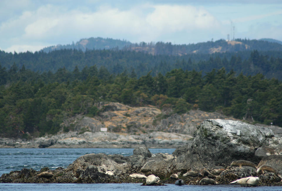 Harbour seals sunbathing