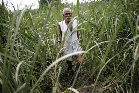 Farmer Nakli Singh, 68, walks in his sugarcane field in Shamli, in the northern Indian state of Uttar Pradesh July 19, 2014. REUTERS/Anindito Mukherjee