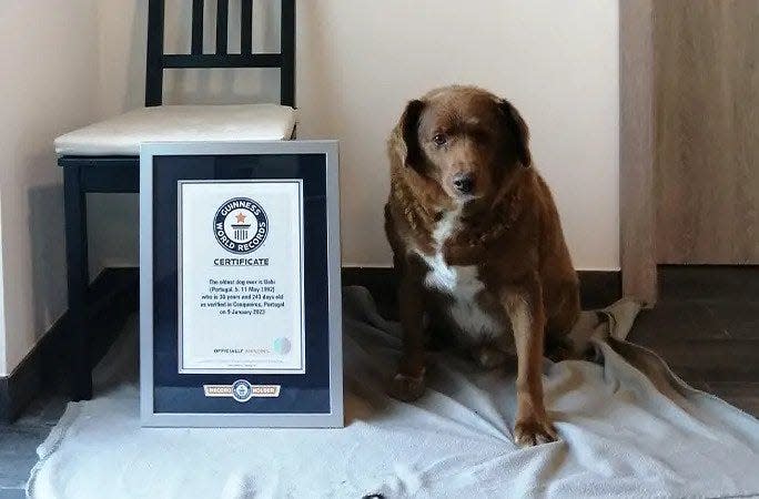 Not only is Bobi the world's oldest living dog, but he's the oldest ever to have lived, Guinness said in an article. The previous record-holder was Bluey, an Australian cattle dog who was born in 1910 and lived to be 29 years and five months old.