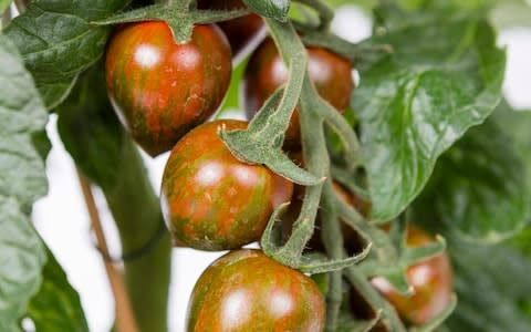 tomato 'Shimmer'  - Credit: Sarah Cuttle / RHS