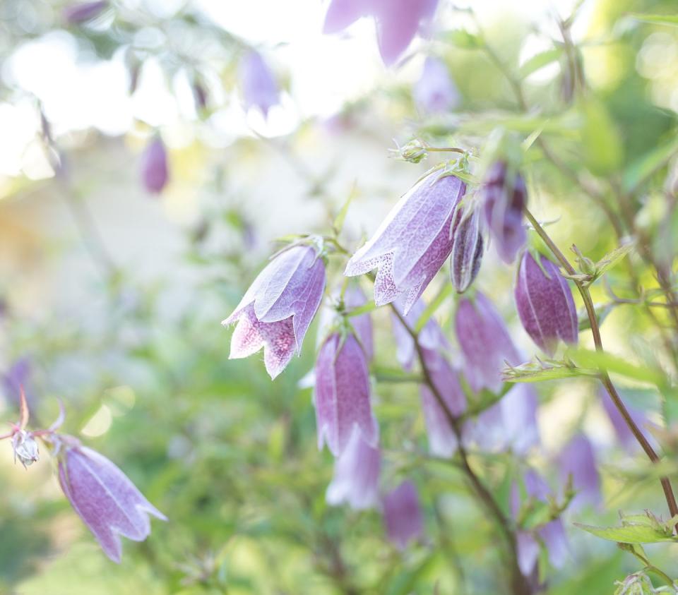 Campanula (Bellflower)