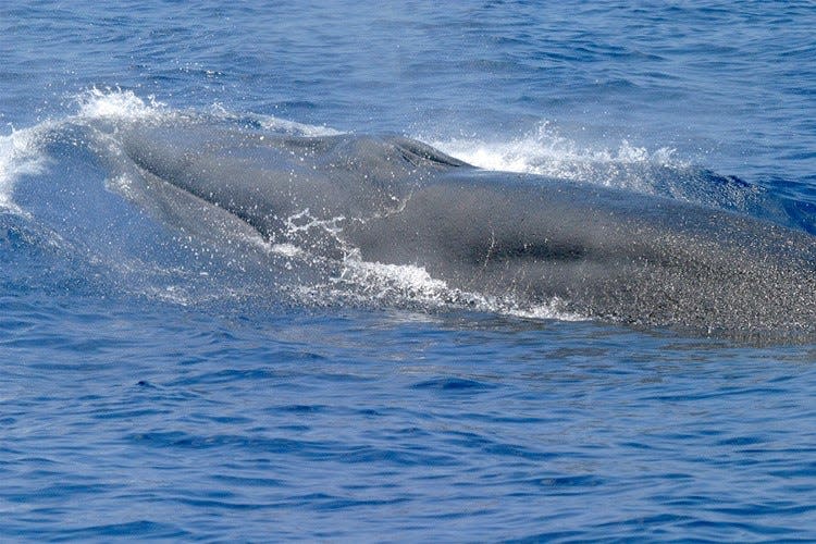 The Gulf of Mexico whale or Rice's whale was only identified as a unique species last year. Scientists estimate there are fewer than 50 still surviving.