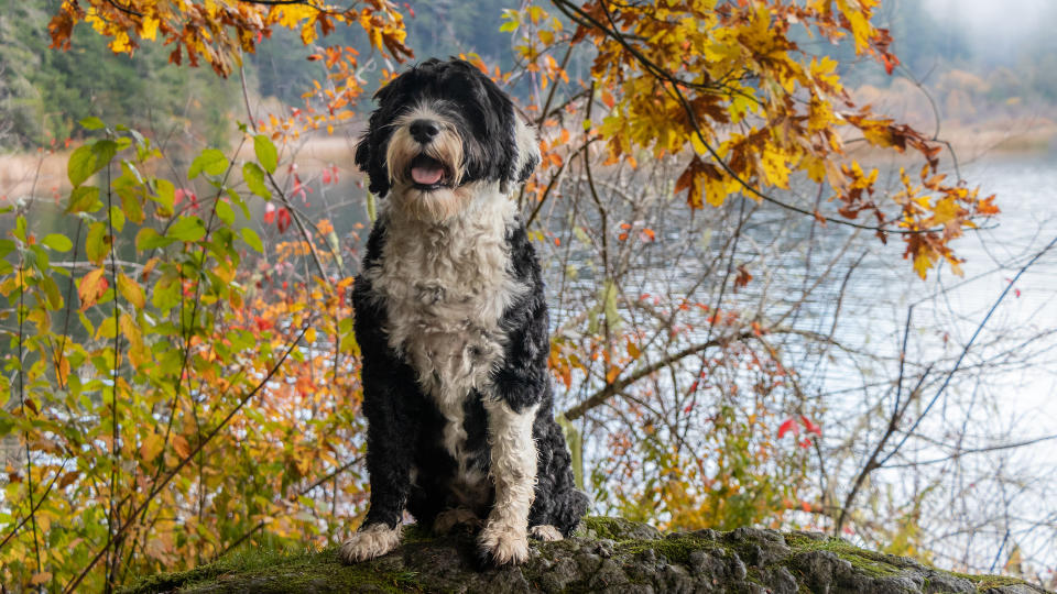 Portuguese water dog by lake