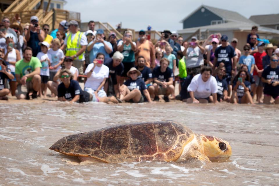 A rehabilitated sea turtle returns to the ocean during the Karen Beasley Sea Turtle Rescue and Rehabilitation Center's release day in 2019 in Surf City.
