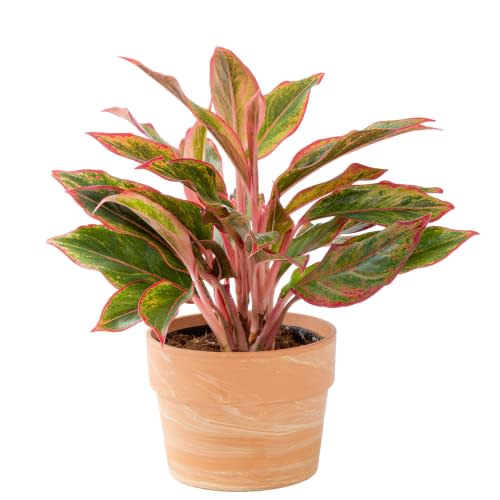 Costa Farms Aglaonema Live Indoor Plant, 14-Inches, Ships in White-Natural Décor Planter, Gift, 1-2 Feet Tall, Chinese Evergreen, Red