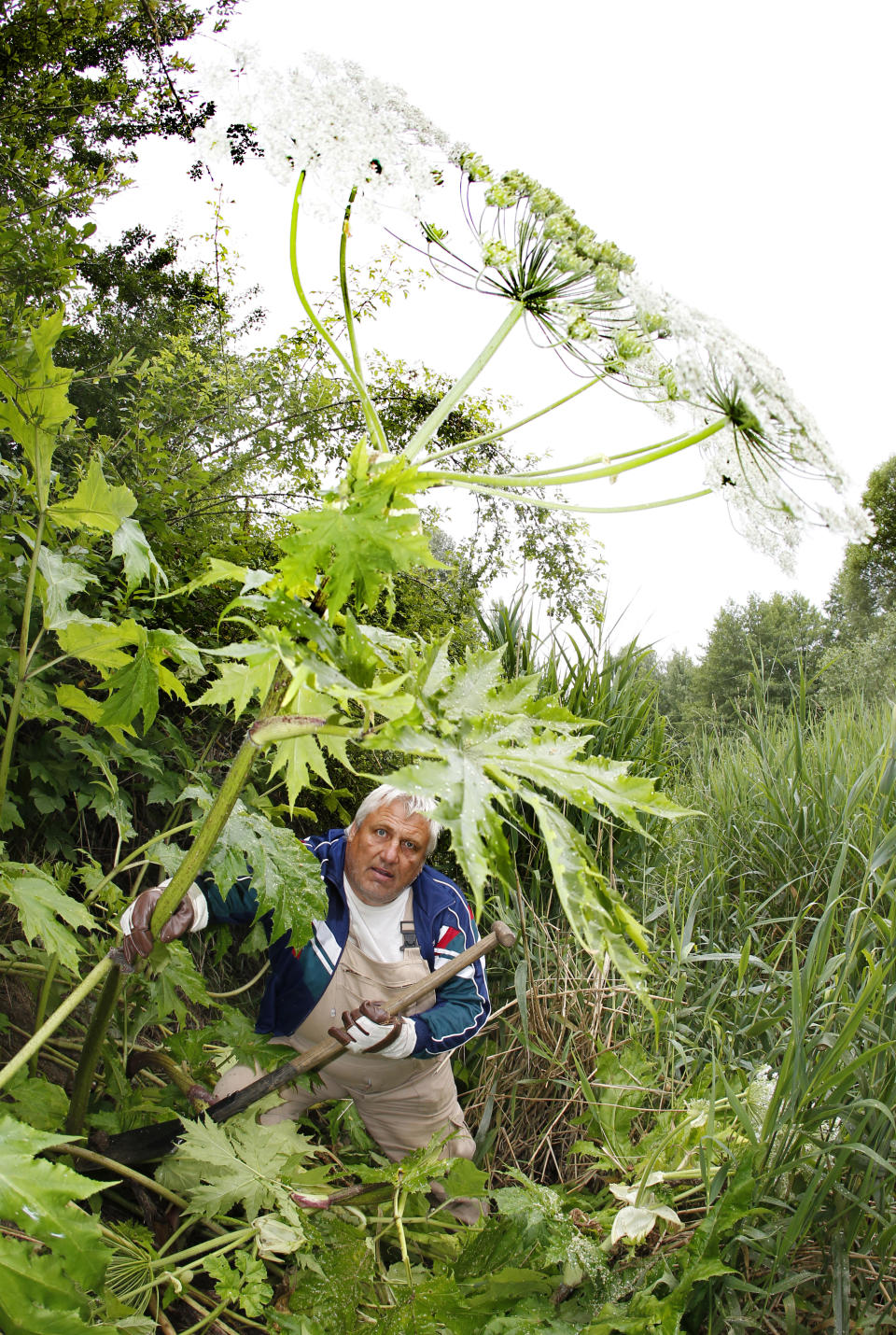 A man removes giant hogweed wearing gloves. (Photo: Getty Images)