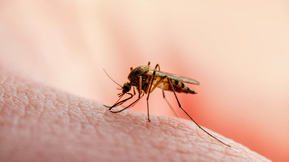 A mosquito sitting on the skin