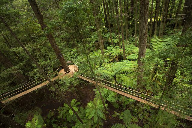 <p>Redwoods Treewalk</p>