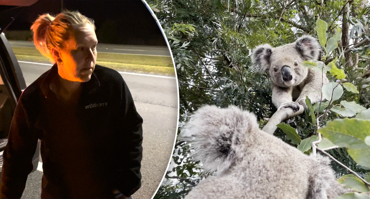 Koala road deaths Gold Coast: new virtual fencing technology