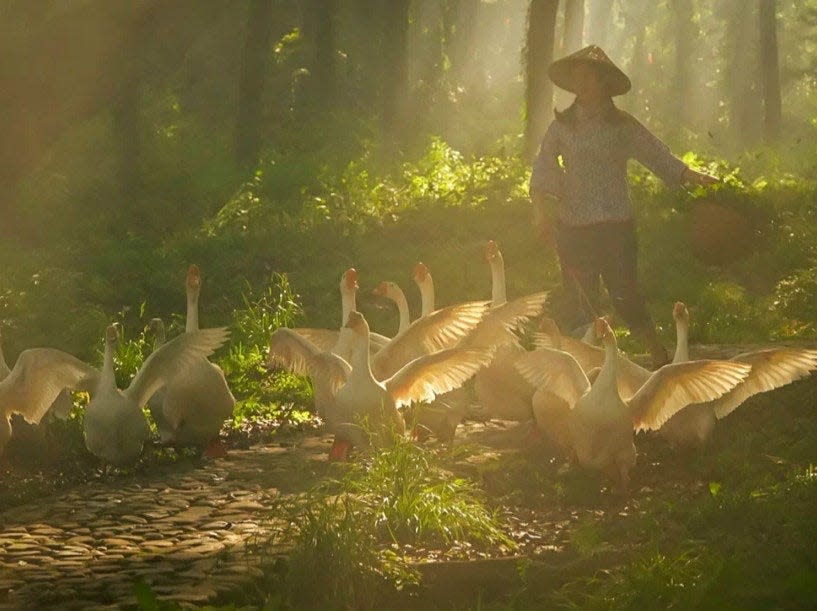 A flock of geese flap their wings in front of a woman standing in a sunlit forest.